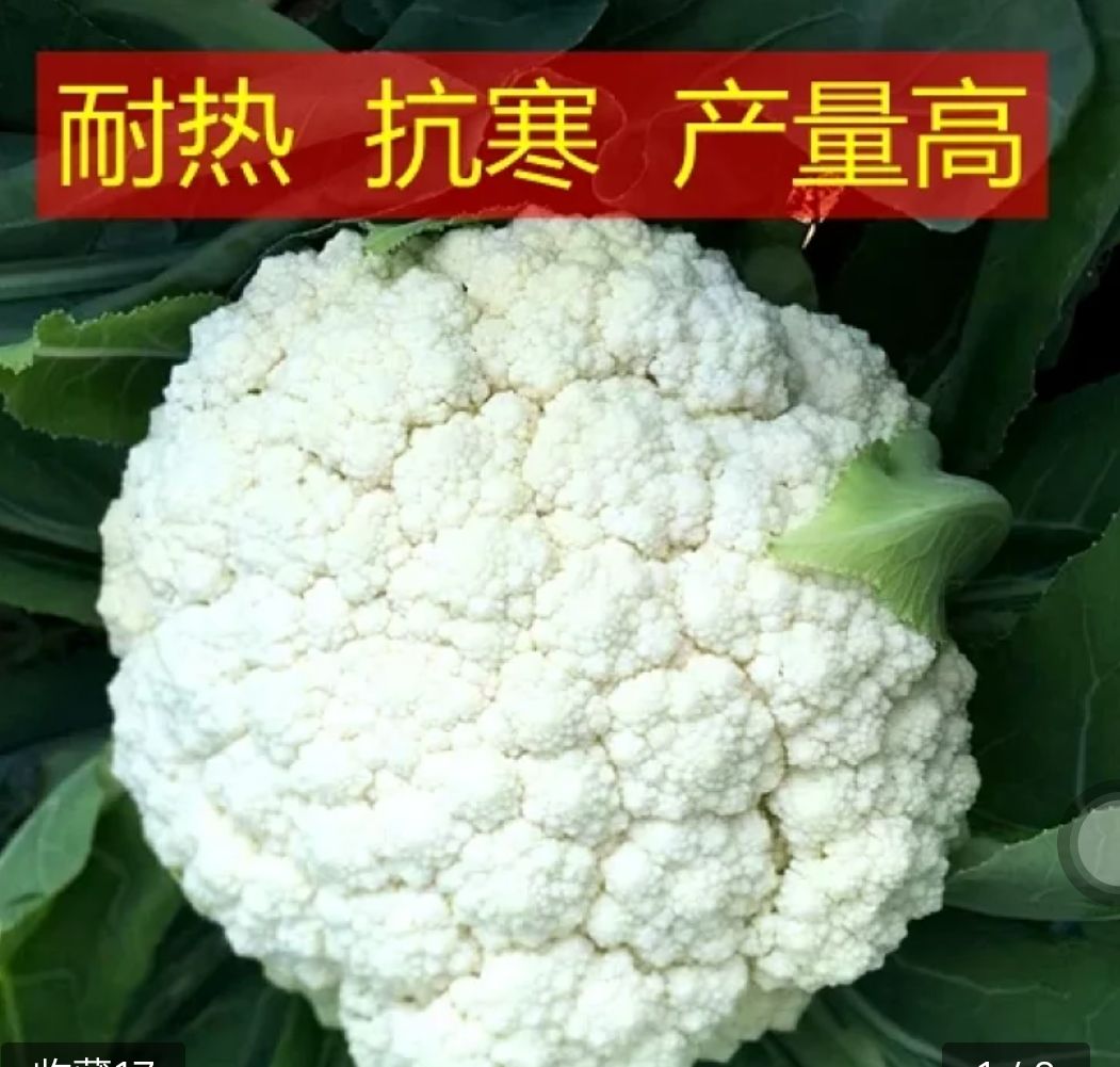 久松65F1青梗松花菜花种子抗病高产商品性强囗感好台弯品种