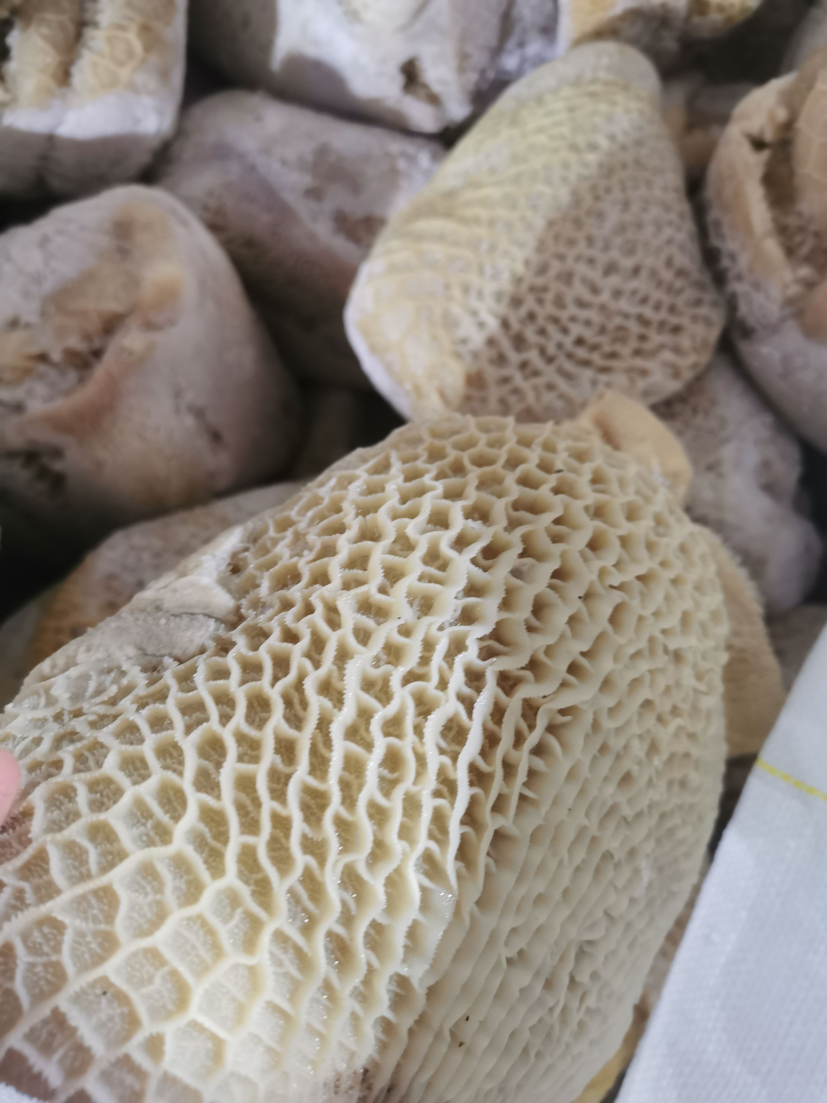 金钱肚