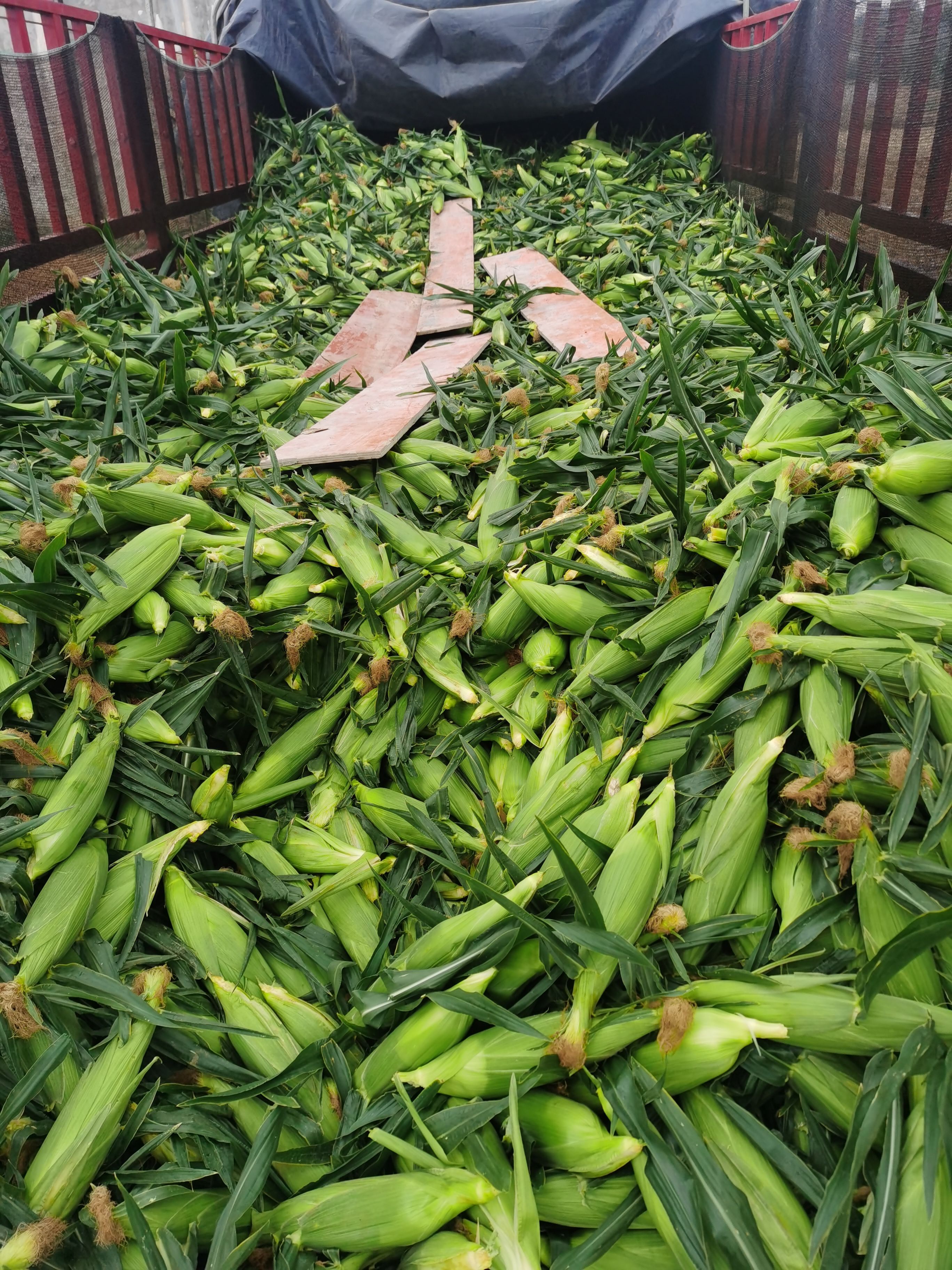 水果玉米鲜玉米甜脆玉米棒基地代办代发一件代发大量现货