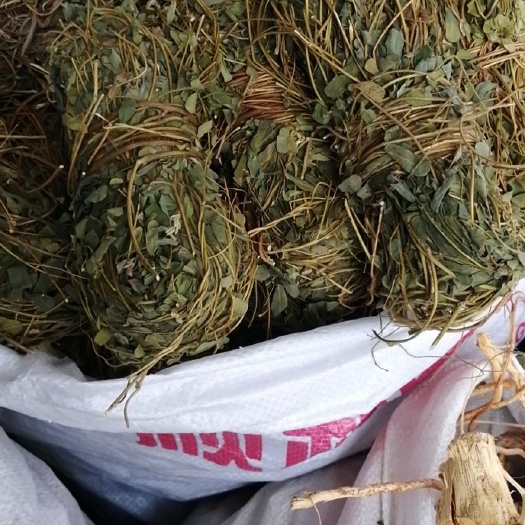 广州鸡骨草不包心手工好 青绿带叶 无叶带叶的都有货价格实惠