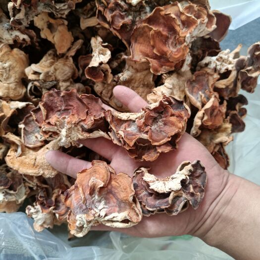 榆耳产地一手货源批发零售足干榆耳优质干品好榆耳灵菌竹耳菌