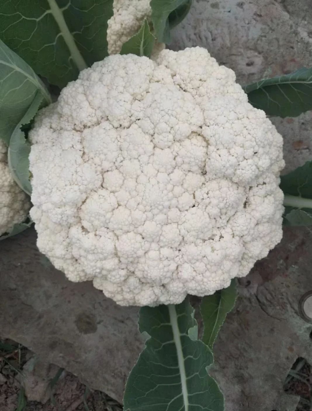久松65F1青梗松花菜花种子抗病高产商品性强囗感好台弯品种