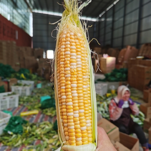 水果玉米鲜玉米甜脆玉米棒基地代办代发一件代发大量现货