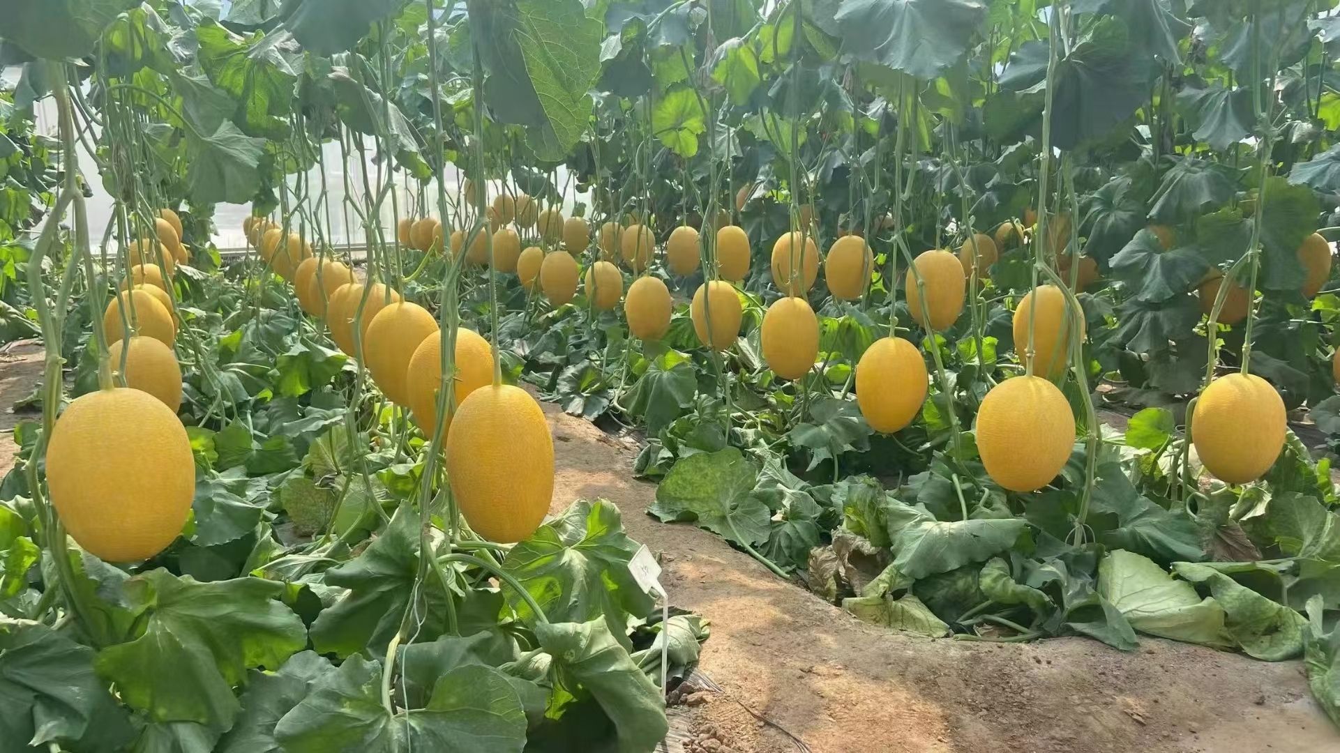 威龙7号 小密25 大量供应 对接全国各地客商