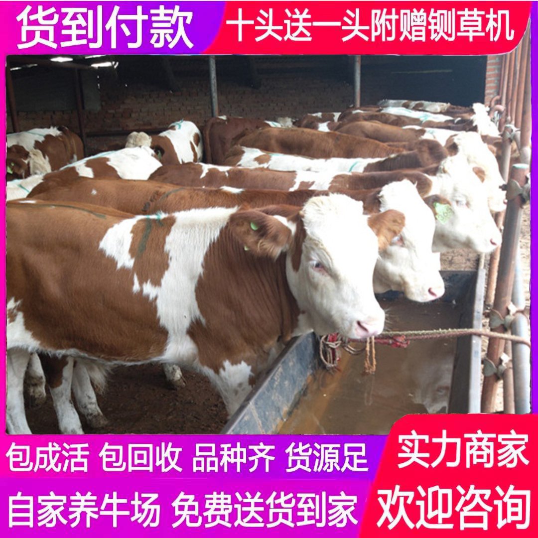 梁山县西门塔尔牛 全国各地发货 提供养殖技术支持