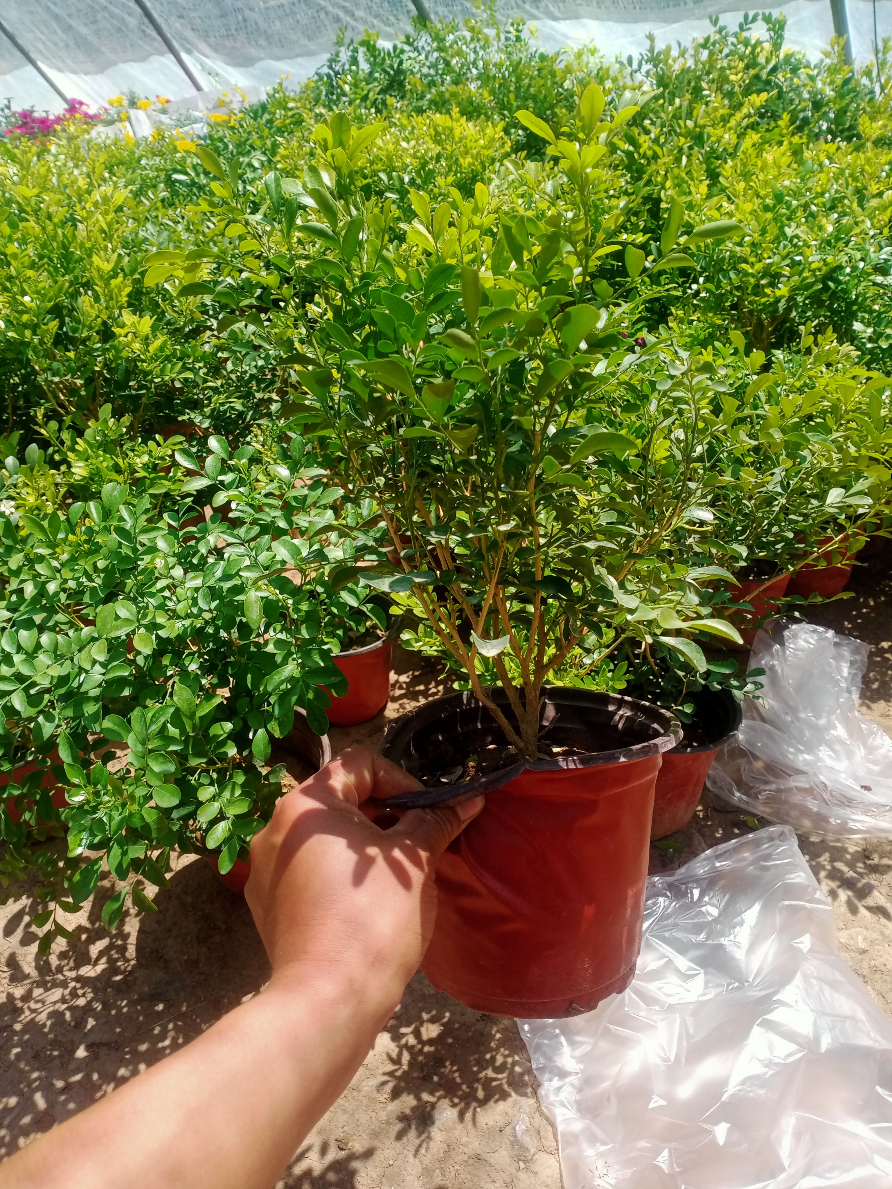 驱蚊虫九里香四季开花花卉绿植常青植物清香木吸甲醛浓香型四季花