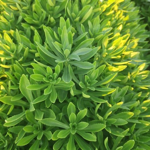 巨野县救心菜
