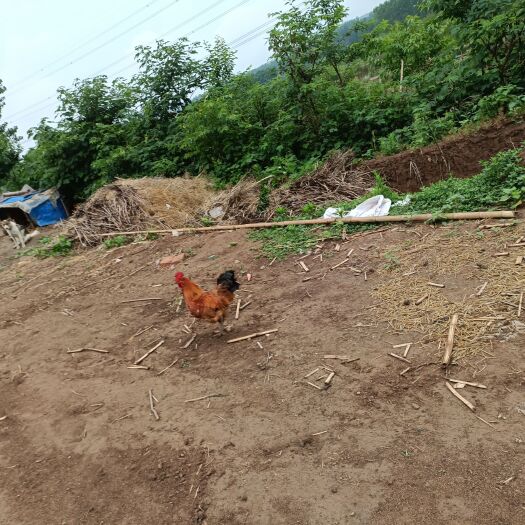 肥东县散养不喂饲料土公鸡母鸡