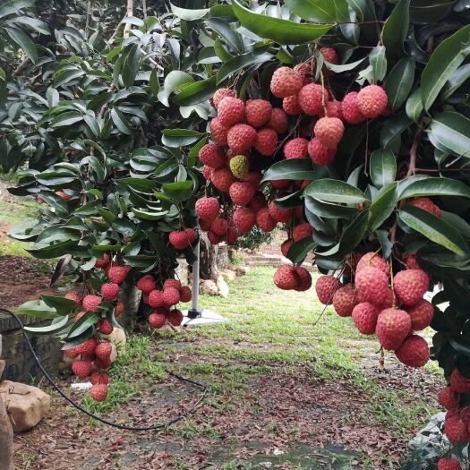 广州从化桂味，糯米糍荔枝6月20上市