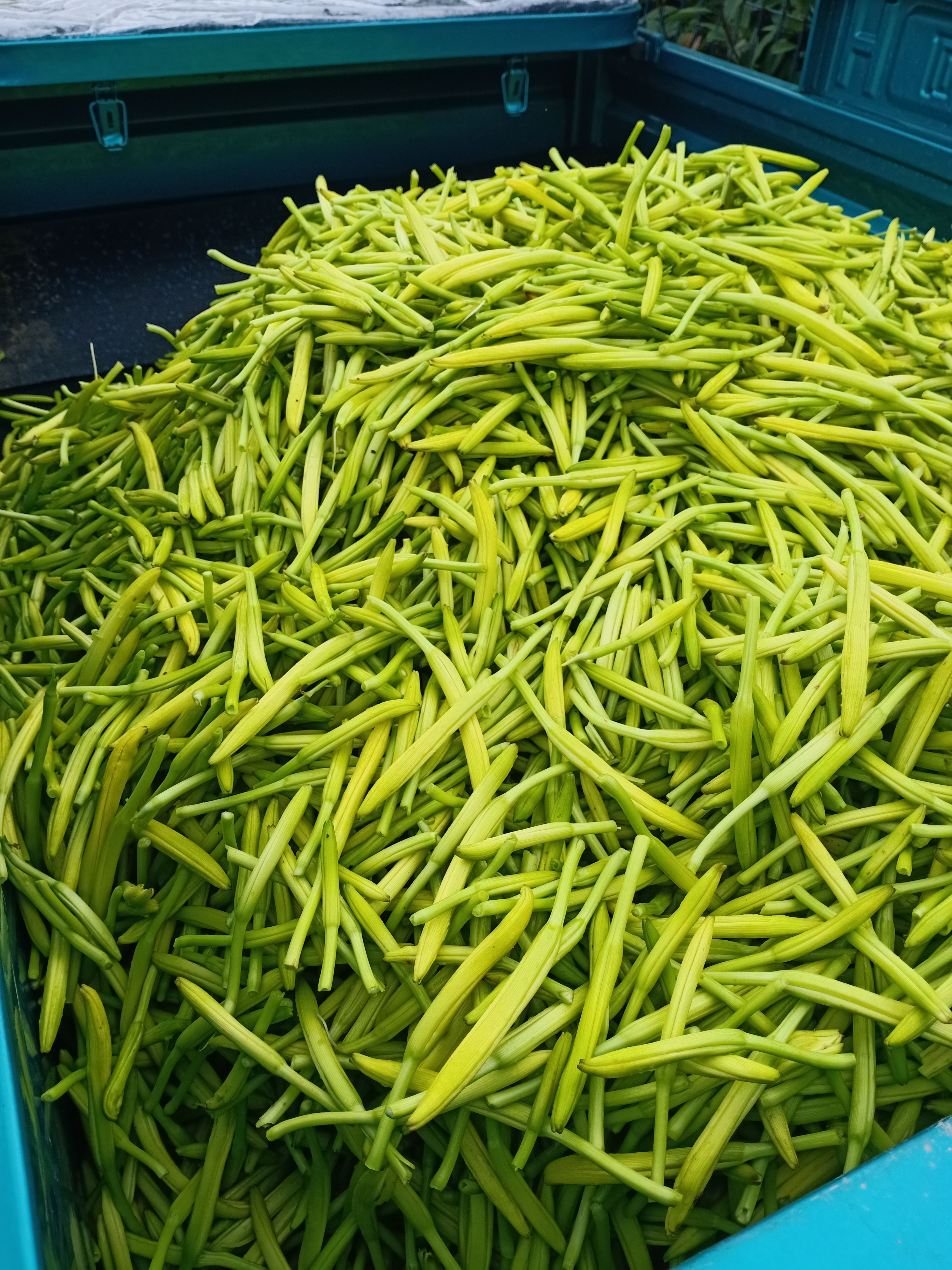 黄花菜纯手工古法晾晒黄花菜