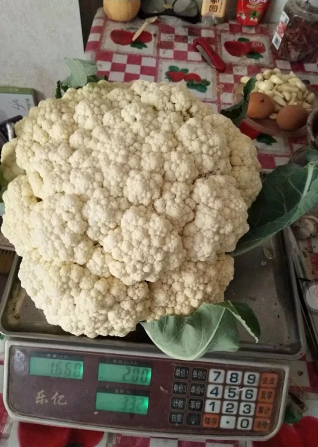 久松65F1青梗松花菜花种子抗病高产商品性强囗感好台弯品种