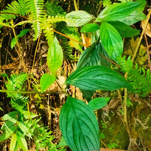 靖西市牛白藤 牛白藤牛白藤牛白藤牛白藤牛白藤牛白藤