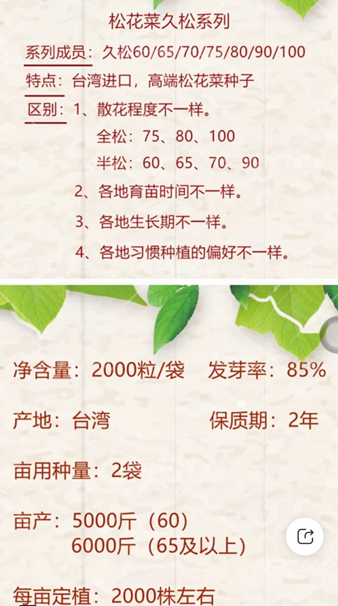 久松65F1青梗松花菜花种子抗病高产商品性强囗感好台弯品种