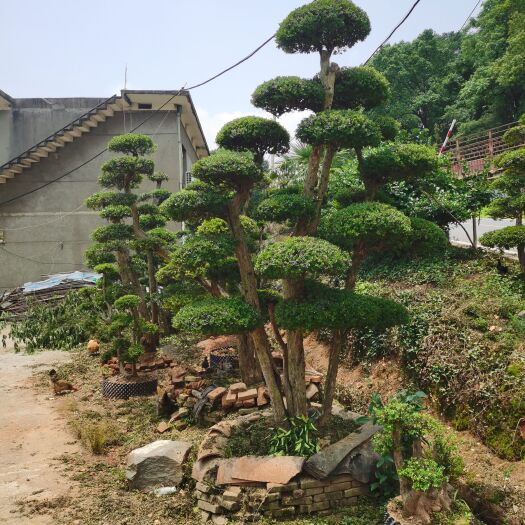 南昌小叶赤楠一手货源自产自销，有需要的朋友可以了解一下