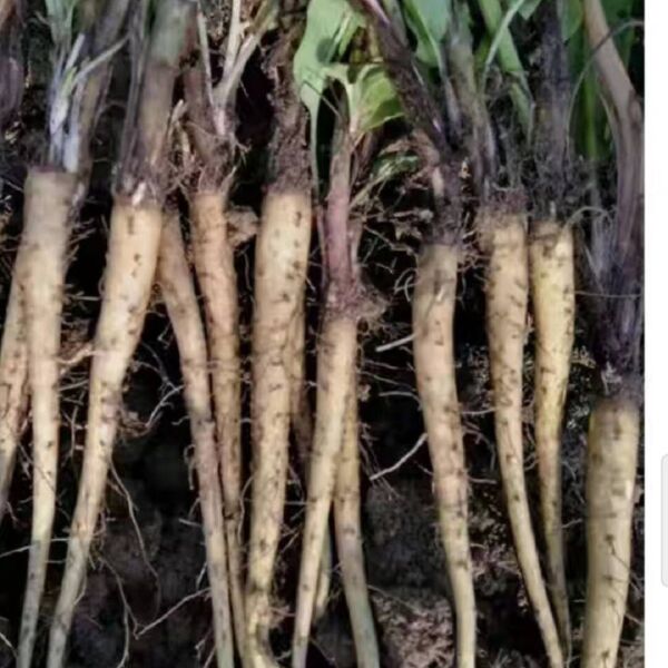 食叶草基地现挖现卖食叶草苗