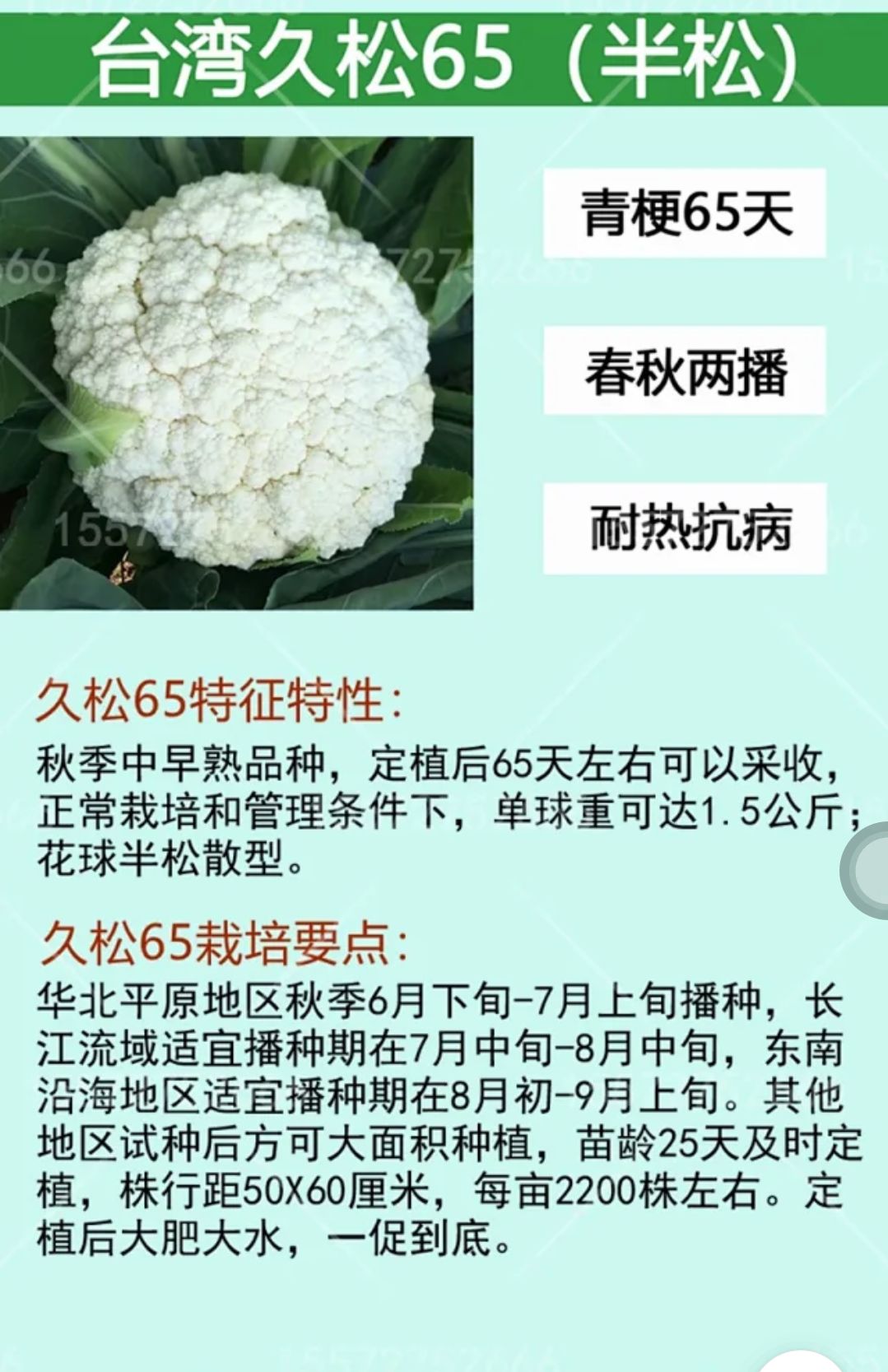 久松65F1青梗松花菜花种子抗病高产商品性强囗感好台弯品种