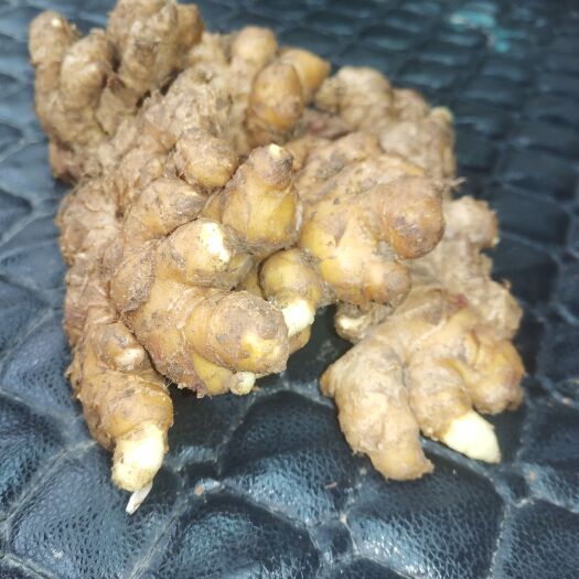 贵阳小黄姜药姜