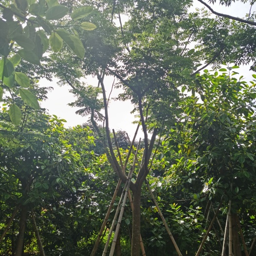 漳州栾树