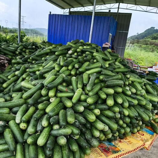大化县毛节瓜