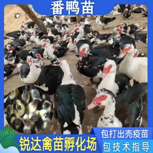 南宁大种花番鸭苗.花番鸭苗打好疫苗.证件齐全.城信经营