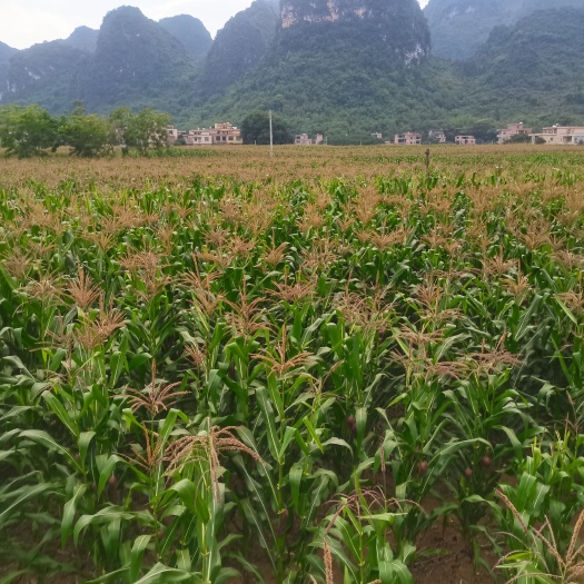 怀集县全株玉米青贮 上市，质量保证，玉米秸秆粉碎料