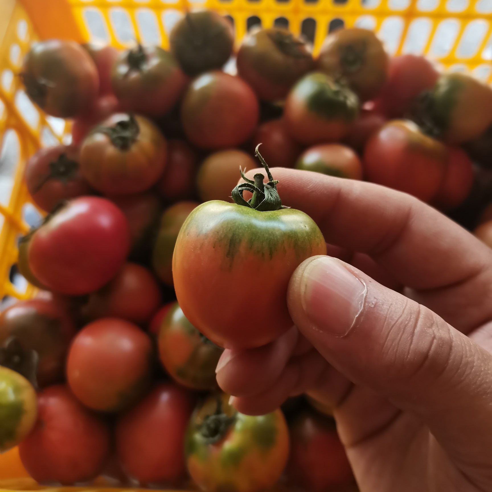 寿光市草莓西红柿 铁皮柿子 糖度高 绿肩浓 常年有货 基地直接供货