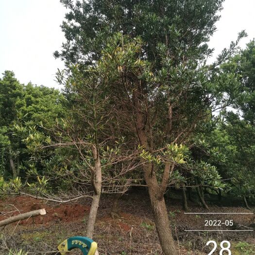 陆川县罗汉松，继续留大去小