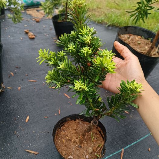 潮州金鉆罗汉松 嫁接金钻罗汉松