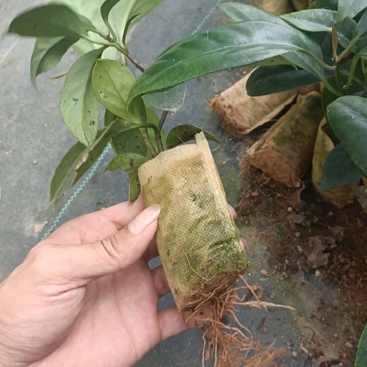 灵山县黑老虎树苗布福娜果苗四季树苗黑老虎苗爬藤水果树苗耐寒品种南北