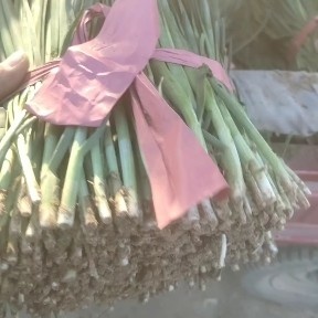 巴彦淖尔大叶韭菜