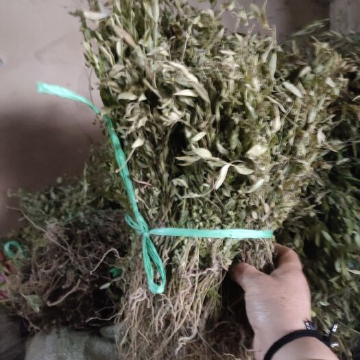 都匀市金不换，贵州大山里的金不换