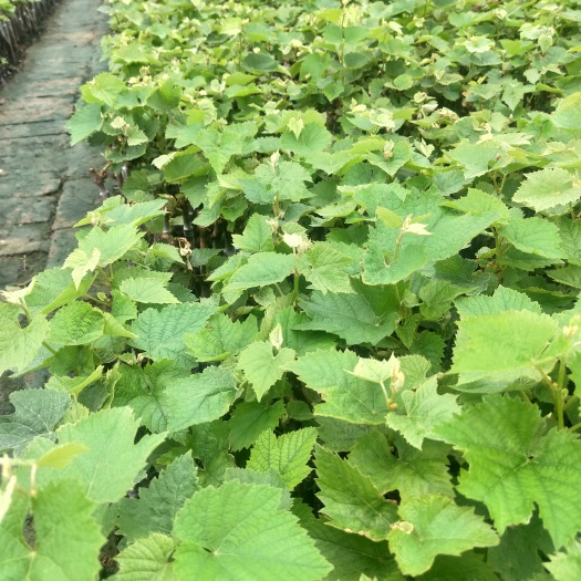 德惠市茉莉香 着色香碗苗大量出售营养杯苗