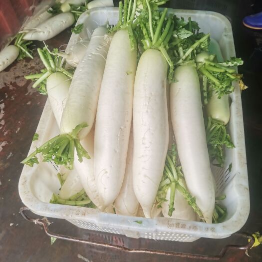 西昌市西昌安哈精品白萝卜大量上市欢迎大老板些前来订购！