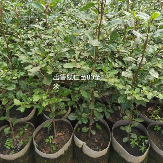 小叶榄仁