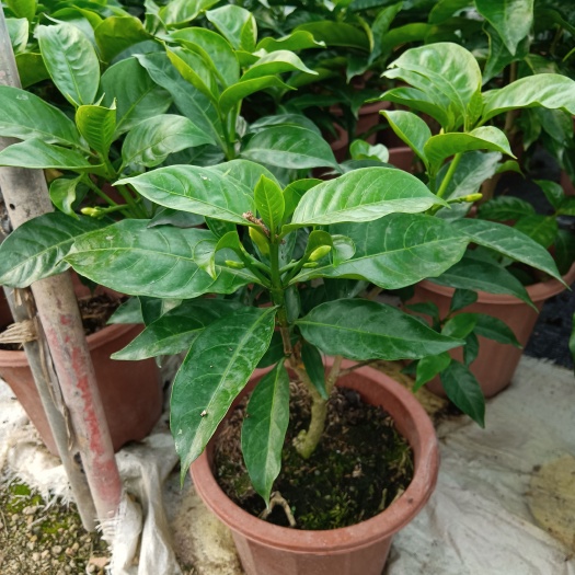 漳州丁香花盆栽（大红盆）
