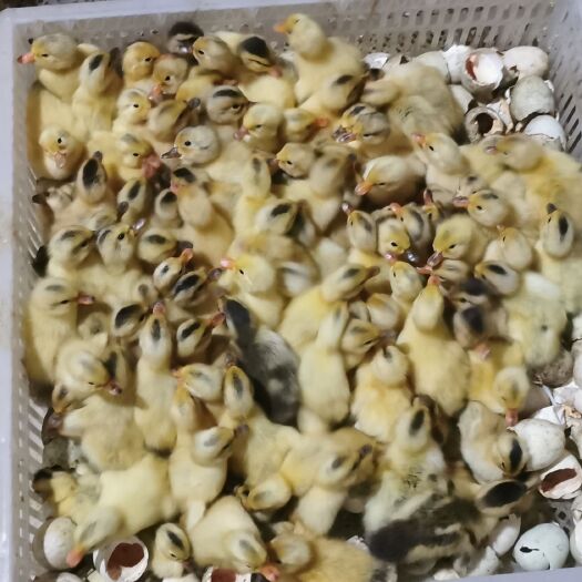 汨罗市白羽青稞蛋鸭苗