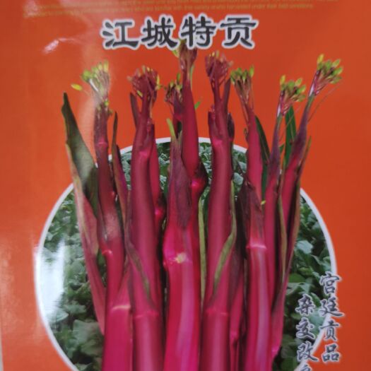 成都紫红菜苔