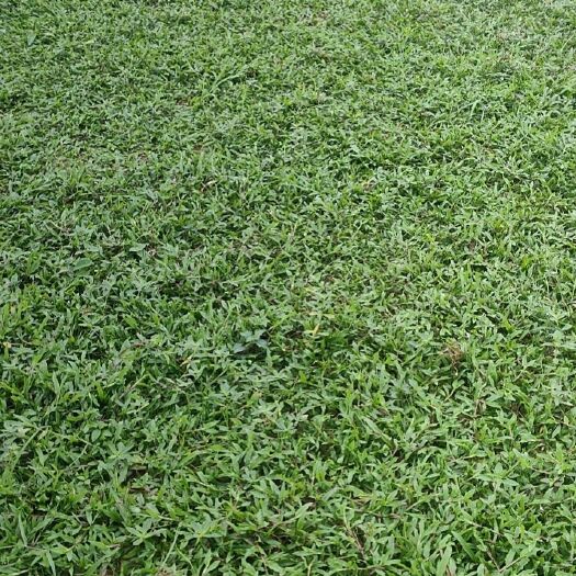 肇庆大叶油草