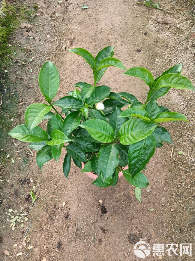 丁香花盆栽（大红盆）