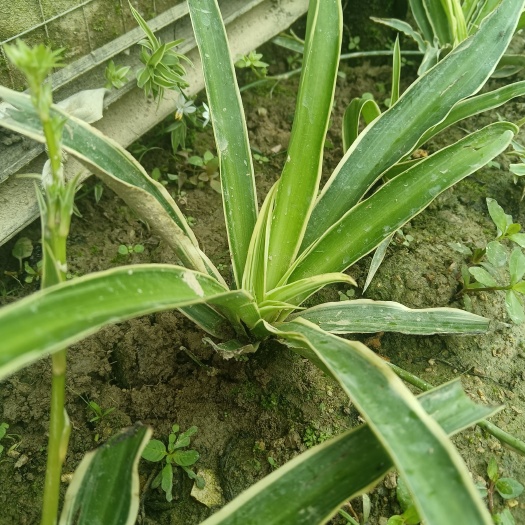 五华县金边吊兰，盆景，不择土质，易养耐旱涝按株计带根苗沾泥浆邮寄