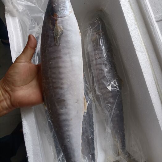 东山县马鲛鱼，鲅鱼海鲜水产