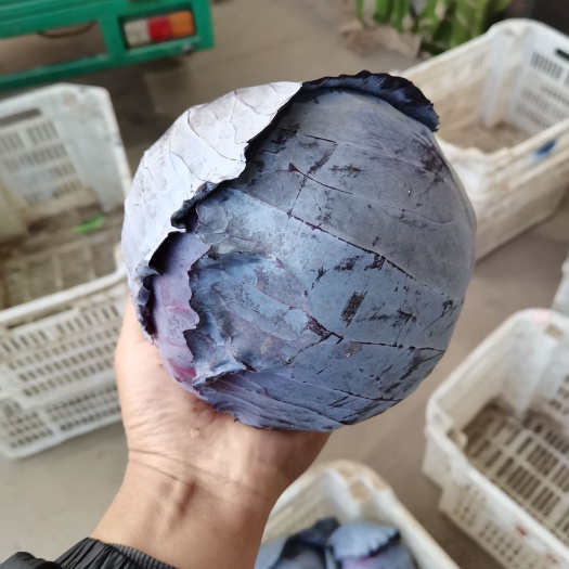 邯郸本基地常年供应精品紫甘蓝，个头均匀，颜色好，货源充足，价格美