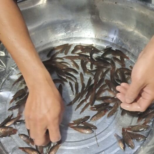 饶平县中国斗鱼巨普，两广巨普