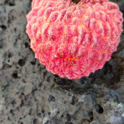海口海南·火山口荔枝王预售，果园基地现采现发。现场打包发货