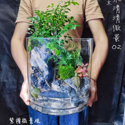 佛山紫檀超大盆夏日微景观