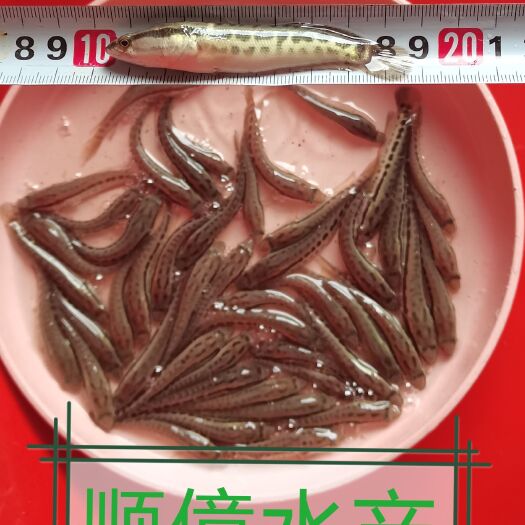 玉林黑鱼苗活体淡水小鱼苗养殖黑鱼苗乌鱼苗财鱼苗乌鳢生鱼苗孝鱼班鳢