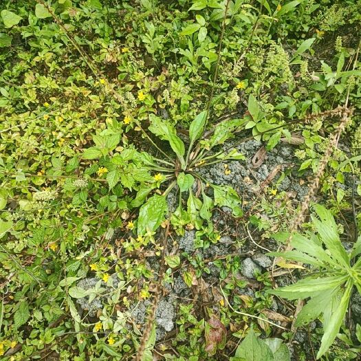 重庆市车前草   鱼腥草
