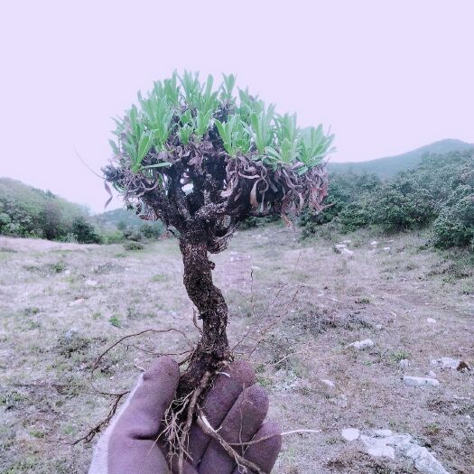 鹤庆县高山紫菀