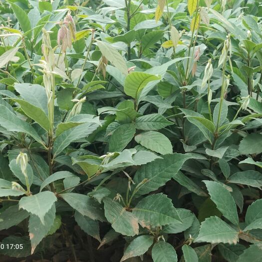 昆明滇青冈、滇石栎、麻栎、刺栎、栓皮栎。