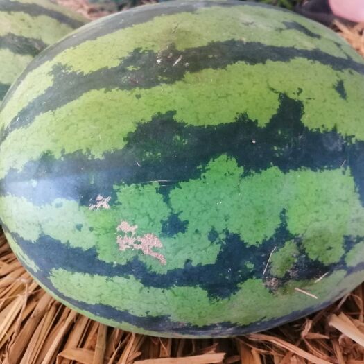 随州甜王西瓜